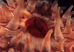 Dahlia anemone. St Abbs,Berwichshire.
F90X, 60mm. by Mark Thomas 